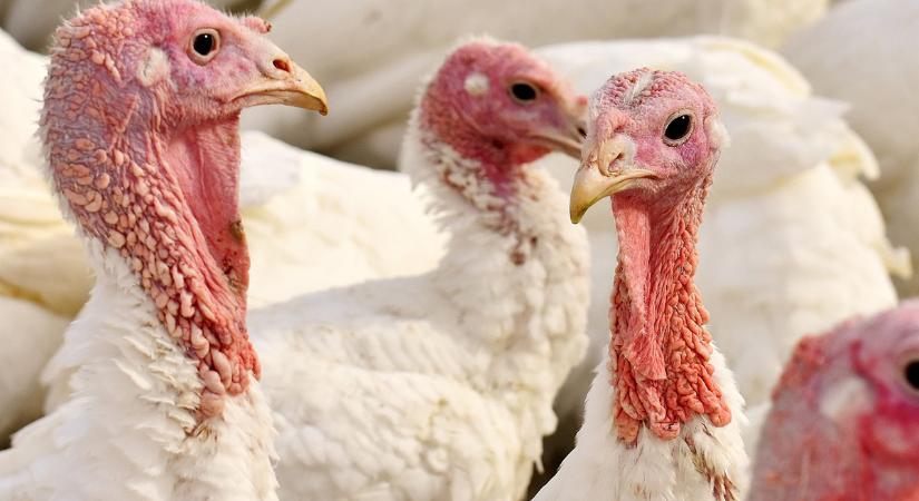 Madárinfluenza-járvány ütötte fel a fejét Szentesen: 40 ezer pulykát kell leölni