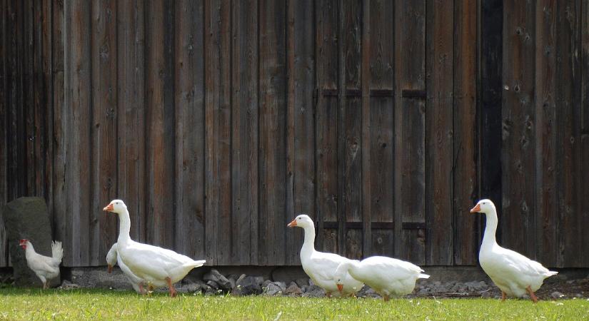 A nemesítés erősítése és az együttműködések elmélyítése adhat lendületet a hazai libatermelésnek