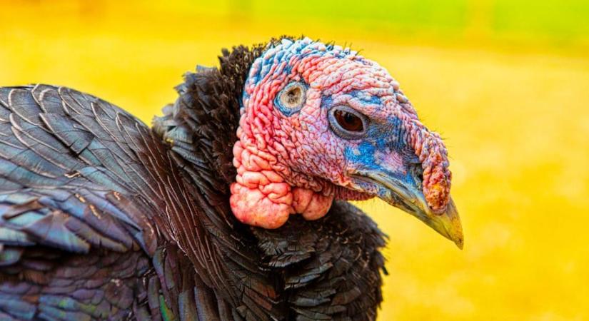 Megjelent a madárinfluenza egy Csongrád-Csanád vármegyében