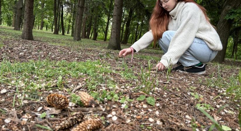 Tobozszüret a Folly Arborétumban
