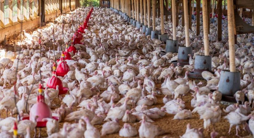 Madárinfluenza-veszély: új gócpont alakult ki Szentesen