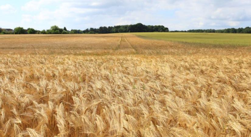 Bőséges kínálat és alacsonyabb árak mozgatják a gabonapiacot