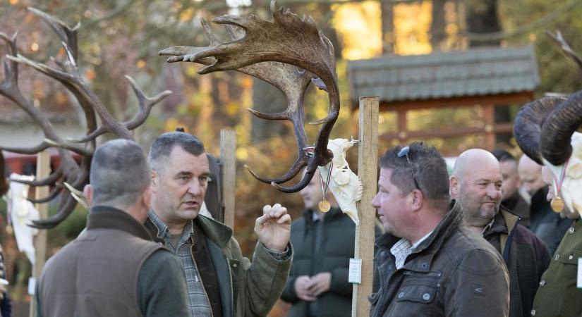 Rekordméretű trófeák a Bakonyból – A legszebb és a legnagyobb szarvasagancsokat mutatjuk (képgaléria)