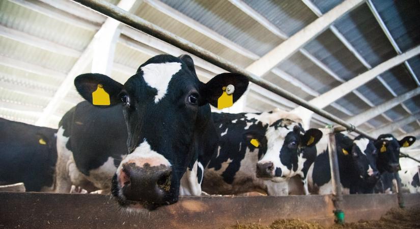 Lépfenét mutattak ki egy 70 éves férfinél Békés megyében