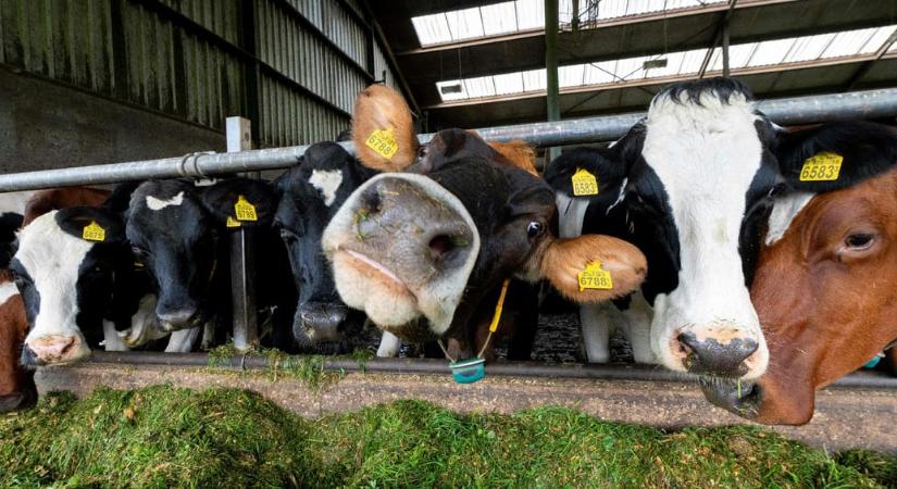 Lépfenét mutattak ki egy 70 éves Békés megyei férfinél