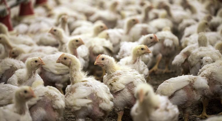 Vérfürdőt rendeztek Hollandiában, több tízezer tyúkot öltek le