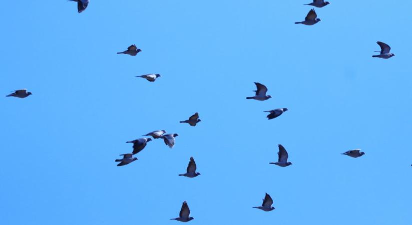 A kék galambok és kékes rétihéják érkezése már a tél közeledtét jelzi