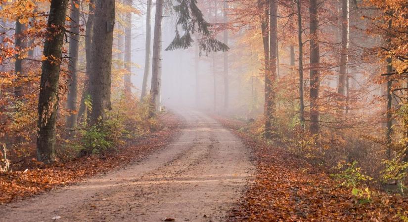 Több milliárdos támogatás várja az erdőgazdálkodókat