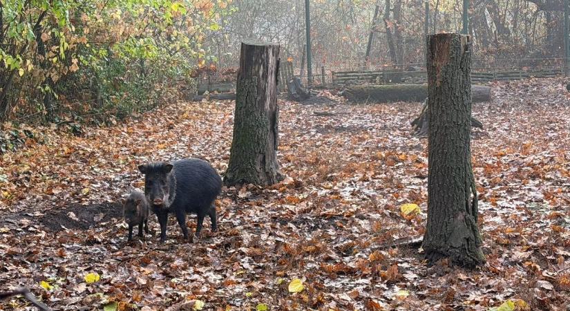 Négyen indultak, de öten érkeztek meg: valódi csodamalac született a Szegedi Vadasparkban