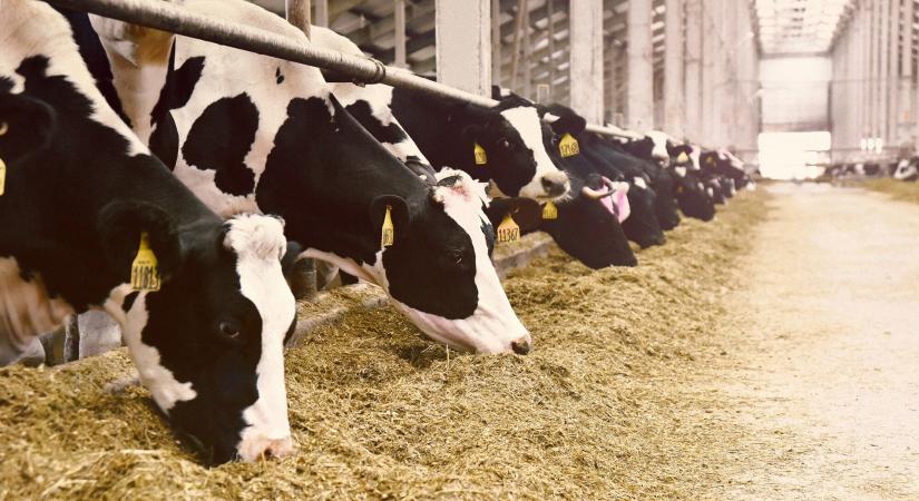 Lépfenét jelentettek Békés megyéből: idős férfi kapta el a súlyos fertőzést