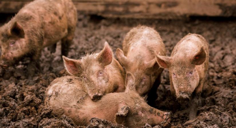 Baranya megyében ütötte fel a fejét az afrikai sertéspestis