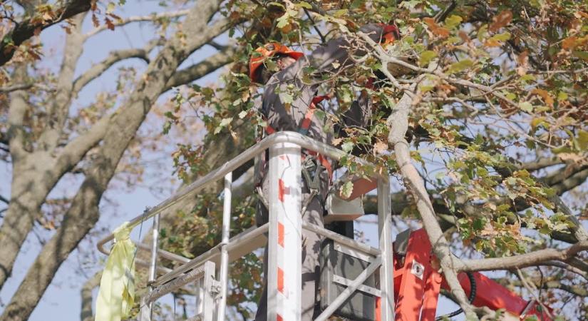 Ápolómetszést végeztek a kocsányos tölgyön