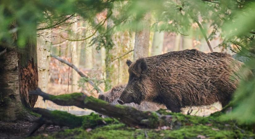 Ez igazán rossz hír: Baranya vármegyei vaddisznóban állapította meg az ASP jelenlétét a Nébih