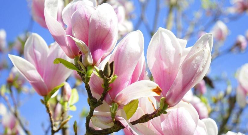 Miként teleltessük a magnóliát, hogy ne sérüljön a fagyok során?