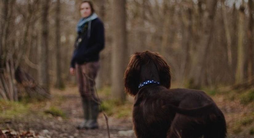 Íme az erdei kutyasétáltatás szabályai - Ezt minden gazdának tudnia kell