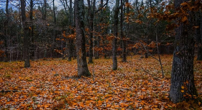 Kihalt a Vértes világszinten egyedülálló fafajtája, kiderült, mi áll a hátterében