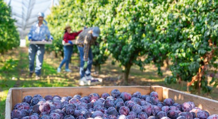 Így hálálja meg a szilva a gondoskodást