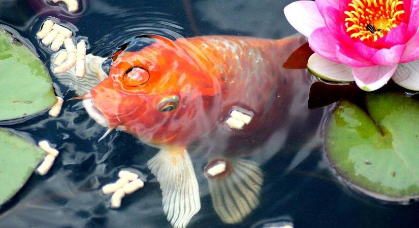 Mitől borulhat fel a kerti tó vízminősége? – Amikor az egyensúly megbillen