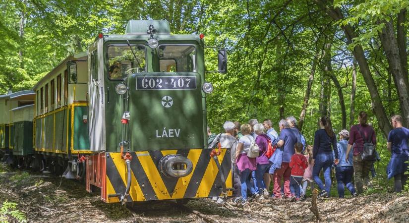 Életveszély a fák között. Így leselkedhet a borsodi erdőben a halál