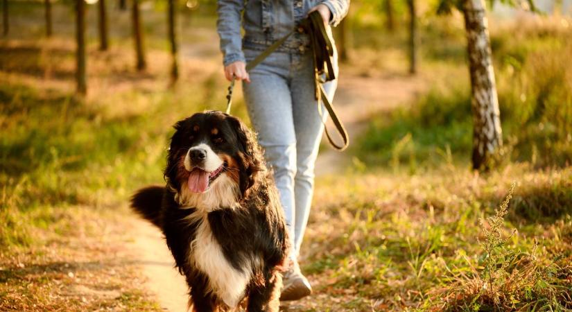 Az állatorvos figyelmeztet: ezt add kedvencednek, ha nem akarod, hogy legyengüljön a hidegben