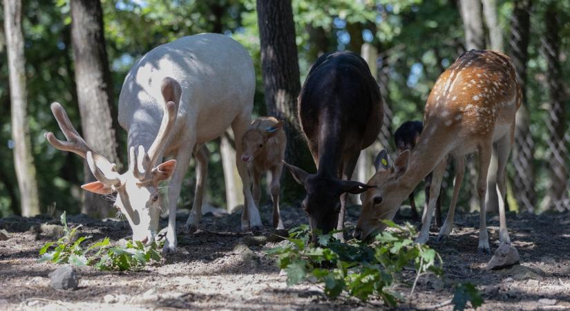 Rengeteg természetbarátot megdöbbentett a Budakeszi Vadasparkban történtek