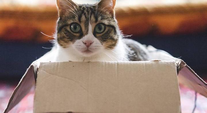 Modern kísérlet mutatta meg, mi történt Schrödinger macskájával