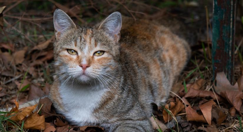 Ezek a betegségek gyakrabban támadják meg a macskát a tél közeledtével