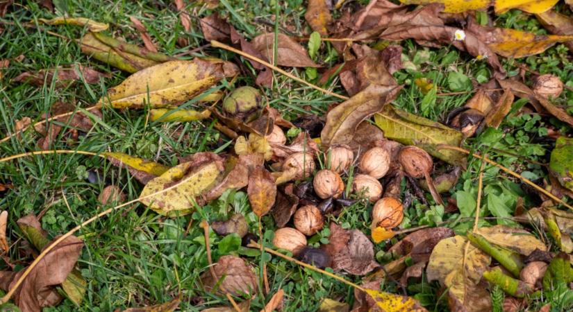 Diófád van? Ne bosszankodj a sok levél miatt, hiszen kincset érnek!