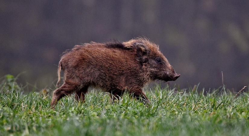Megint felbukkant az országban a sertéspestis, azonnali riadót fújt a Nébih