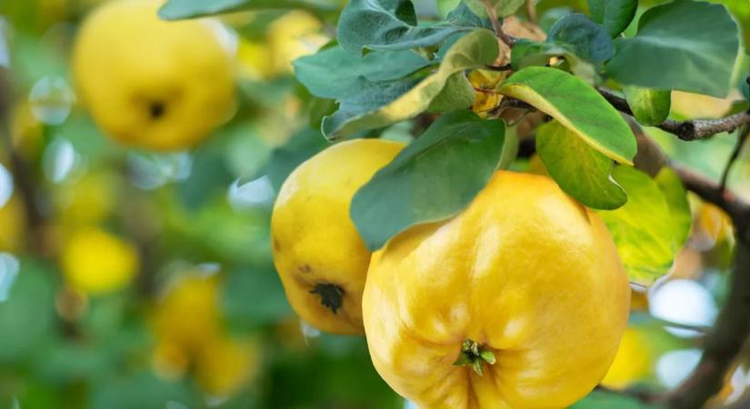 Ez a szupergyümölcs nagy segítség lehet a fogyásban