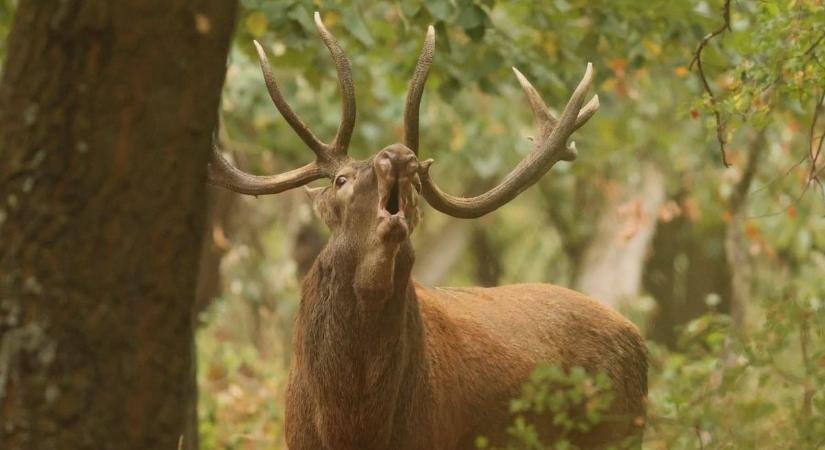 Újabb durva parazita pusztít a szarvasoknál, Somogyban is felütötte a fejét