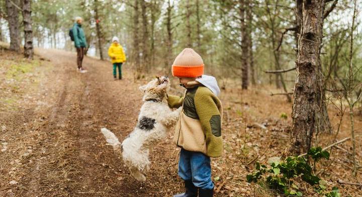 Átverik a kirándulókat ezekben a magyar erdőkben: felhívást tettek közzé