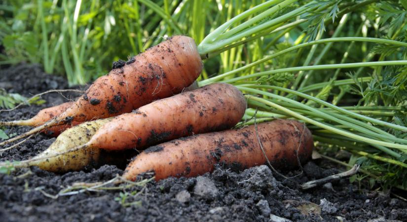 Egy tudós szó szerint halálra itta magát sárgarépalével