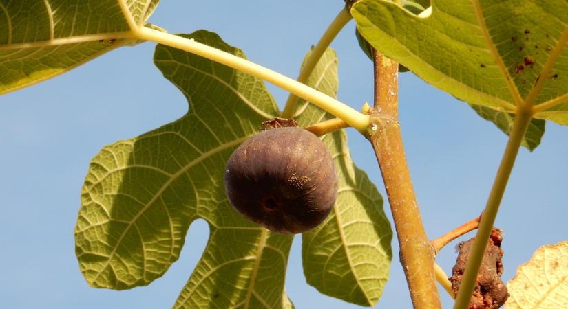 Komposztálható-e a füge levele? – amikor a kertben is van „tejtestvér”