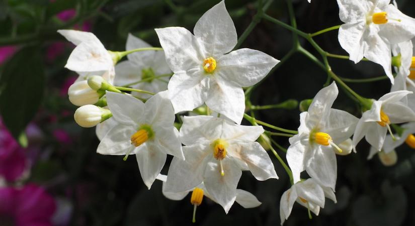 Csüngő jázmin – a mediterrán báj, ami sosem fárad el a virágzásban