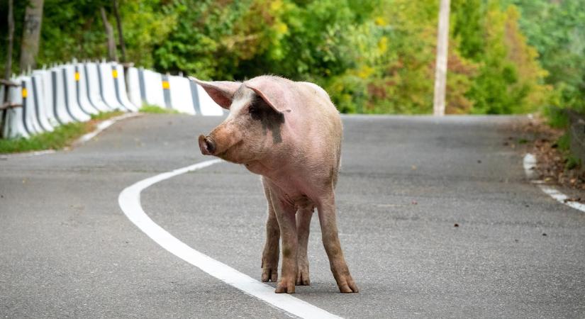 Szökött sertések kóboroltak ebben a dunántúli városban VIDEÓ