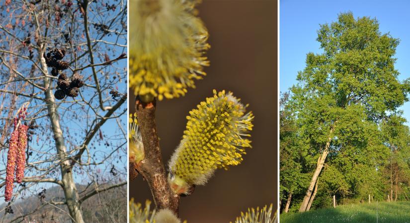 30 éves lesz az Év fája mozgalom