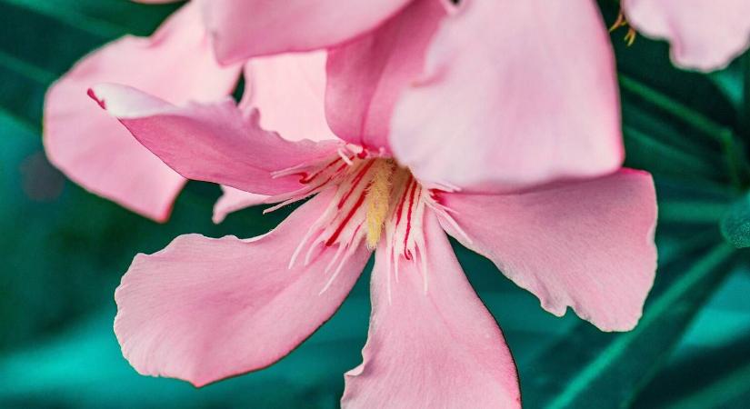 Nem vitte be a leandert? Talán még nincs minden veszve