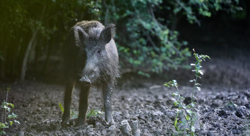 Újra felbukkant az országban a sertéspestis, azonnali riadót fújt a Nébih