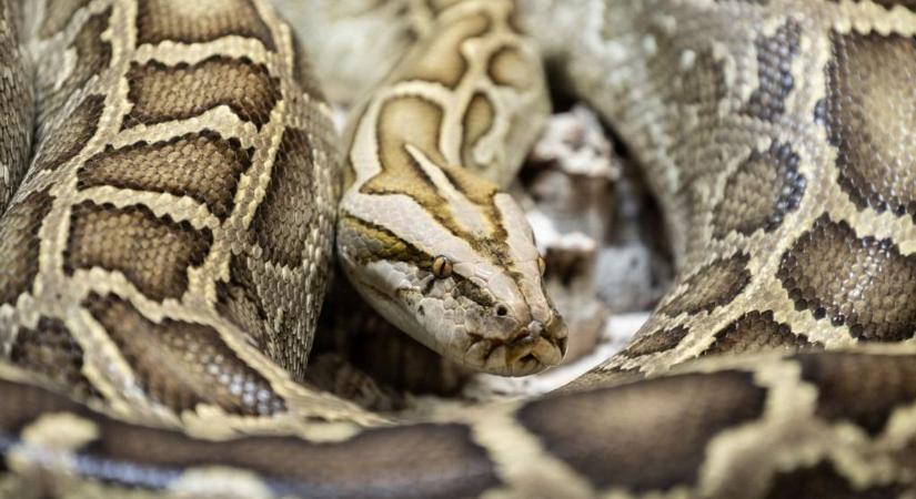 Hatméteres piton rántotta víz alá az idegenvezetőt Indonéziában (videó)