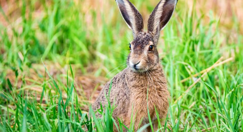 Vírusos megbetegedés támadja a nyulakat