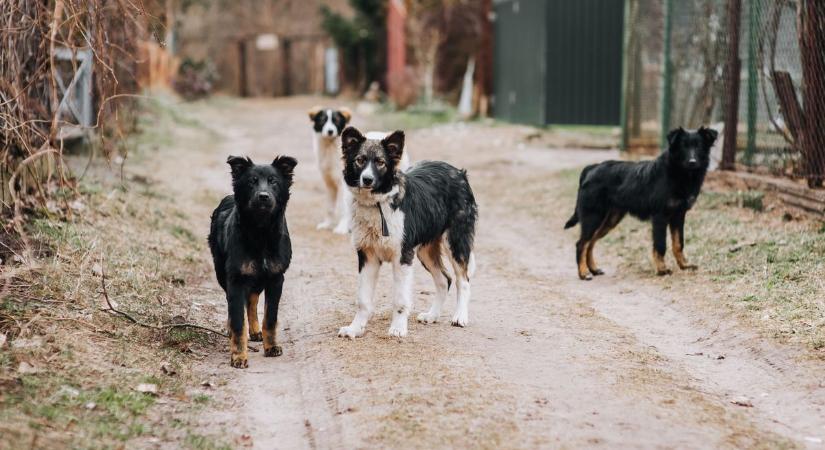 Ellepték Mátraderecskét a kóbor kutyák