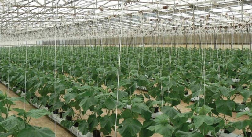 Új utakon a fóliasátras zöldségtermesztésben, avagy megoldások a talajproblémákra (9.)