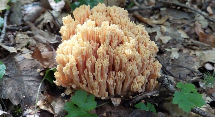 Gombaszépségeket mutatunk a Bakonyból, de a kinézet nem minden ( fotók)