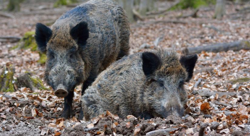 Nagy a baj: súlyos járvány jelent meg Baranya megyében