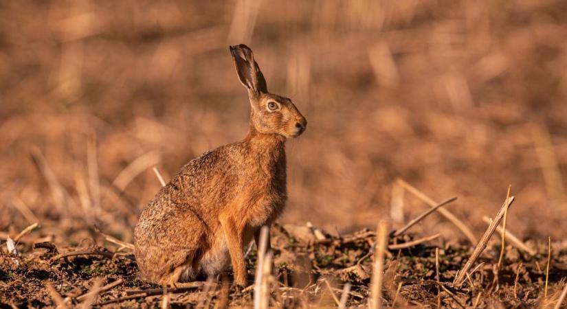 Barátját sebesítette meg a vadász Sápon