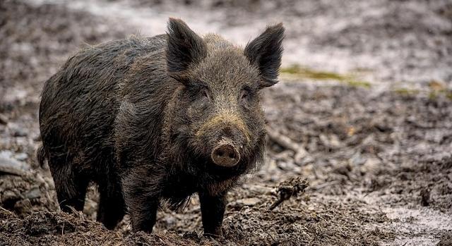 Afrikai sertéspestist találtak egy Baranyában kilőtt vaddisznóban
