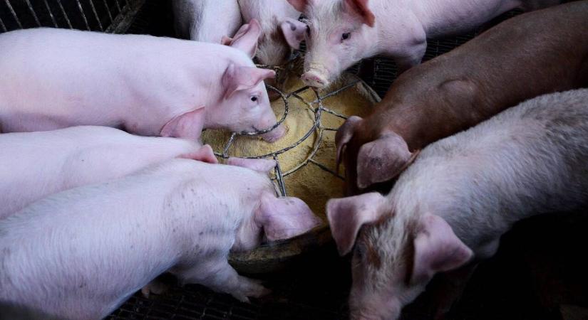 Köteles vagyok elviselni a szomszéd állattartásának bűzét és zaját?