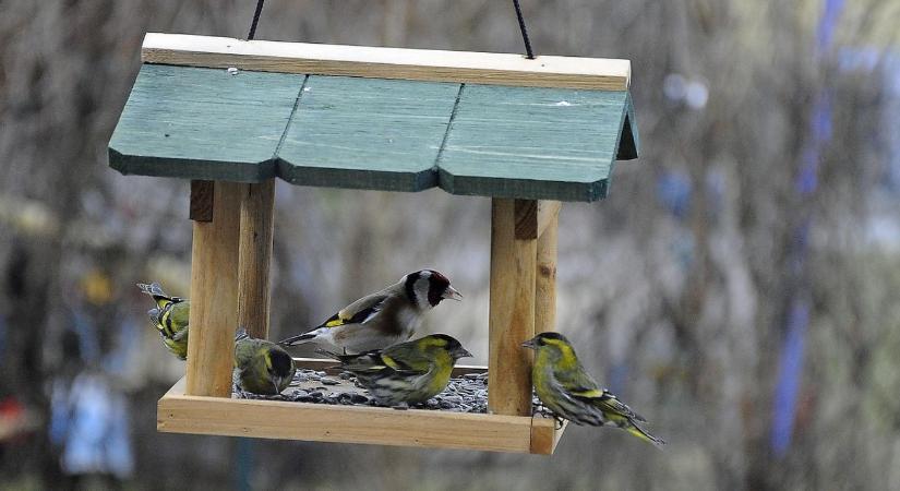 Madáretetés télen helyesen – mit, mikor és hol?