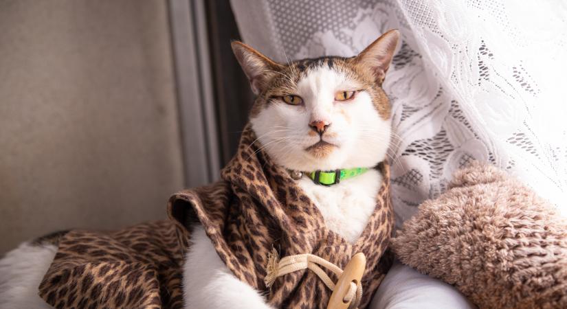 Ha a cicád ember lenne, vajon mi lenne a foglalkozása? – gazdik válaszoltak